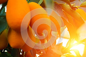 Kumquat tree. small oranges