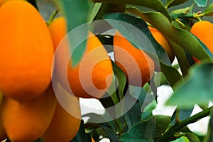 Kumquat tree. small oranges