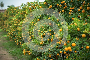 Kumquat tree. Together with Peach blossom tree, Kumquat is one of 2 must have trees in Vietnamese Lunar New Year holiday in north.