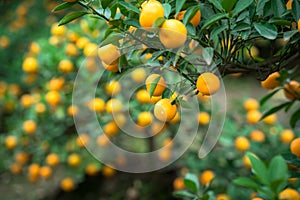 Kumquat tree. Together with Peach blossom tree, Kumquat is one of 2 must have trees in Vietnamese Lunar New Year holiday in north.