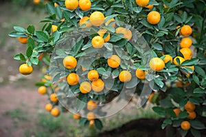 Kumquat tree. Together with Peach blossom tree, Kumquat is one of 2 must have trees in Vietnamese Lunar New Year holiday in north.