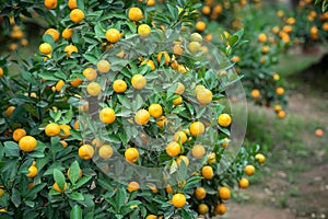 Kumquat tree. Together with Peach blossom tree, Kumquat is one of 2 must have trees in Vietnamese Lunar New Year holiday in north.