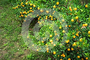 Kumquat tree. Together with Peach blossom tree, Kumquat is one of 2 must have trees in Vietnamese Lunar New Year holiday in north.