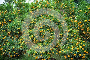 Kumquat tree. Together with Peach blossom tree, Kumquat is one of 2 must have trees in Vietnamese Lunar New Year holiday in north.