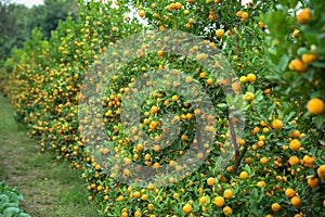 Kumquat tree. Together with Peach blossom tree, Kumquat is one of 2 must have trees in Vietnamese Lunar New Year holiday in north.