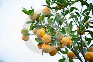 Kumquat tree. Together with Peach blossom tree, Kumquat is one of 2 must have trees in Vietnamese Lunar New Year holiday in north.