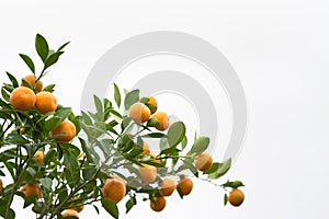 Kumquat tree. Together with Peach blossom tree, Kumquat is one of 2 must have trees in Vietnamese Lunar New Year holiday in north.