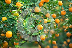 Kumquat tree. Together with Peach blossom tree, Kumquat is one of 2 must have trees in Vietnamese Lunar New Year holiday in north.