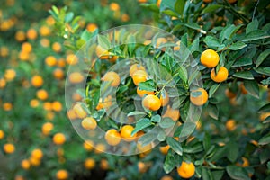 Kumquat tree. Together with Peach blossom tree, Kumquat is one of 2 must have trees in Vietnamese Lunar New Year holiday in north.