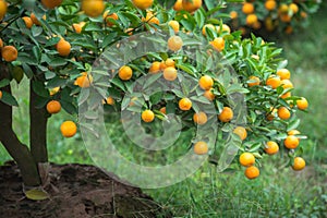 Kumquat tree. Together with Peach blossom tree, Kumquat is one of 2 must have trees in Vietnamese Lunar New Year holiday in north.