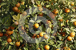Kumquat tree. Together with Peach blossom tree, Kumquat is one of 2 must have trees in