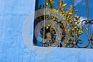 Kumquat tree from a window