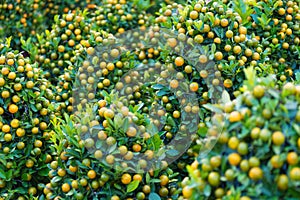 Kumquat trees for Tet (Vietnamese New Year) photo