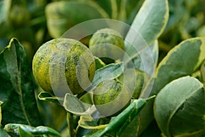 Kumquats as alkali plants