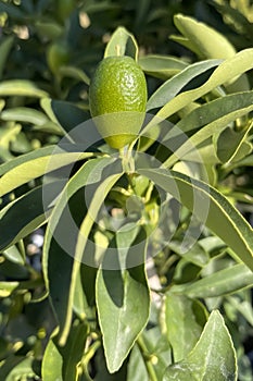 Kumquats or cumquats in Australian English, are a group of small, angiosperm, fruit-bearing trees in the family Rutaceae.