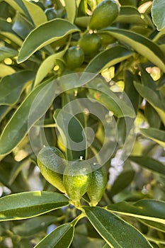 Kumquats or cumquats in Australian English, are a group of small, angiosperm, fruit-bearing trees in the family Rutaceae.