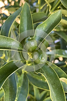 Kumquats or cumquats in Australian English, are a group of small, angiosperm, fruit-bearing trees in the family Rutaceae.