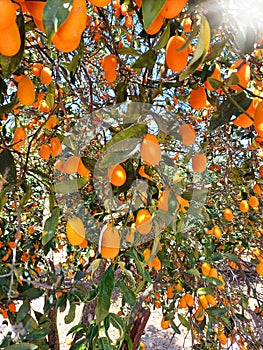 Kumquats (cumquats) on the tree