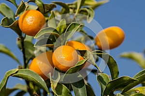 Kumquats growing. Southern Israel