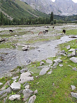 Kumrat mountain water cows scenry