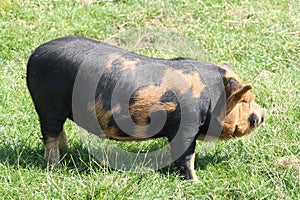 Kune Kune Pig
