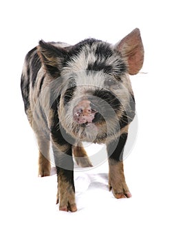 Kune kune pig