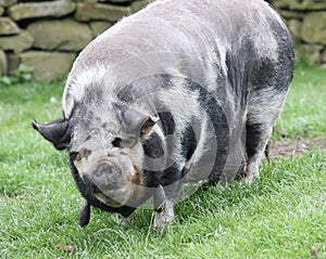 Kune Kune pig