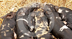 Kune Kune Piglets sleeping together to keep warm