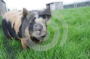 Kune Kune pig grazing in a field