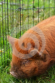 Kune pig