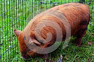 Kune pig
