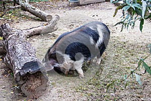 A Kunekune pig, a New Zealand landrace of swine