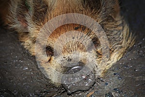 Kunekune Pig Sus scrofa domesticus in the Mud