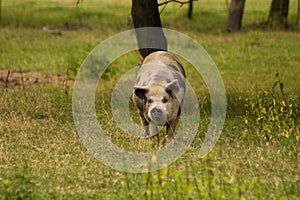 The kunekune is a small breed of domestic pig from New Zealand.