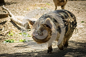 Kunekune Walking, New Zealand Native Pig Eating photo