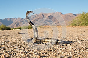 Kunene Shield Cobra