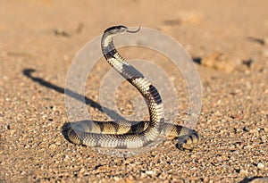 Kunene Shield Cobra