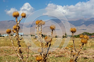 Kungoy Ala-Too or Kungey Alataw mountain view from Ysyk Kol and Tamchy village