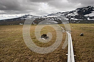 Kungsleden footpath
