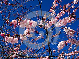 KungstrÃ¤dgÃ¥rden Cherry Blossoms