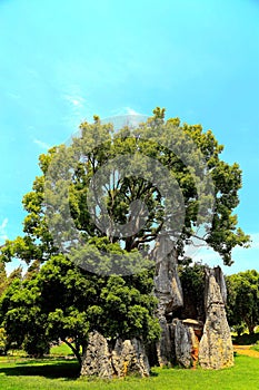 Kunming Stone Forest Scenic Area