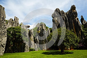 Kunming Stone Forest world Geological park, Yunnan, China