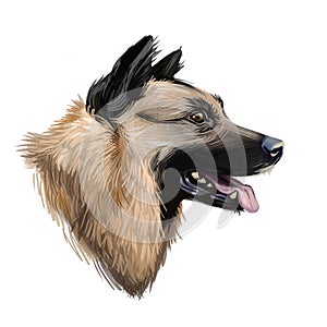 Kunming wolfdog, dog originated in China, digital art illustration. Chinese established breed, trained as military assistant and