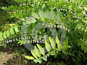 Kupena multifloral Polygonatum multiflorum grows in a garden
