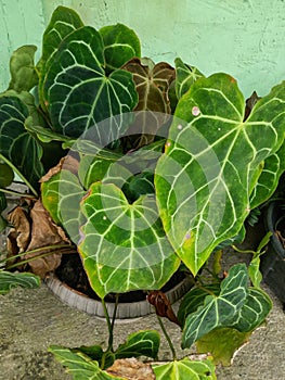 Kuping Gajah or anthurium crystallinum is Araceae family. Beautiful plant