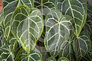 Kuping Gajah, mini elephant ear or Anthurium crystallinum green leaves