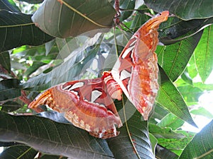 Kupu Gajah or Attacus Atlas, Brown Butterfly Perch on Trees, Rare Animals in Asia