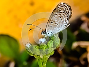 kupukupu who perched at the end of a flower that still buds, flying animals, natural photos