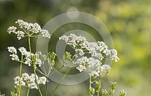 Kupyr forest flower close-up on a green background in summer