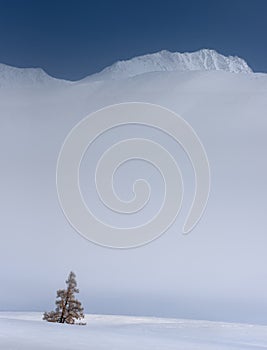 Kurai Ridge, Western Siberia, Russia. Lonely Yellow Larch Tree On The Background Of Foggy Rocky Altai Mountains And Cloudless Blue photo